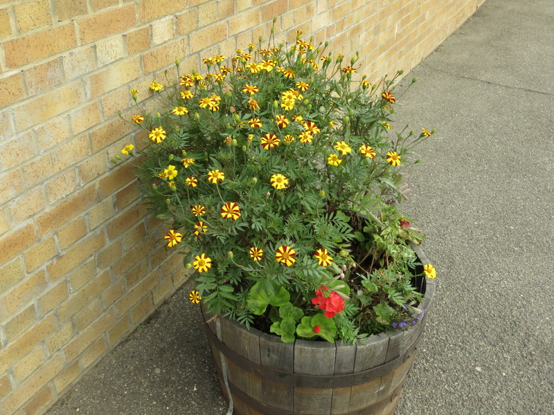 Plant tub on Meldreth Station